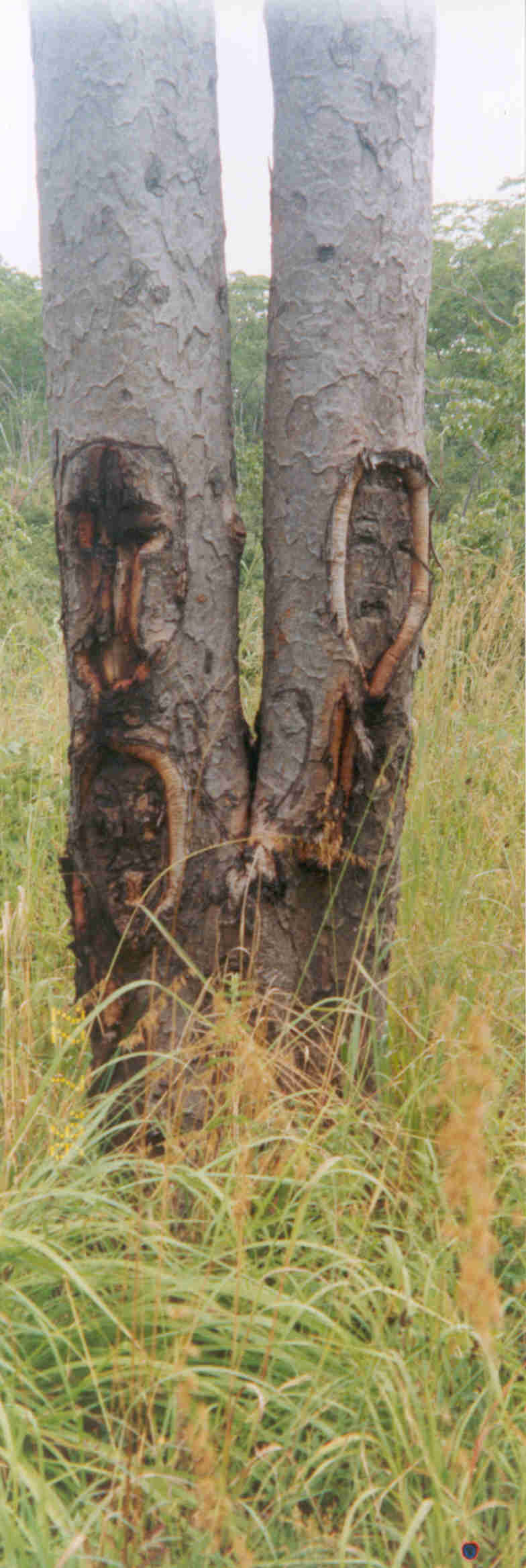 Carved charcoal-area Guards