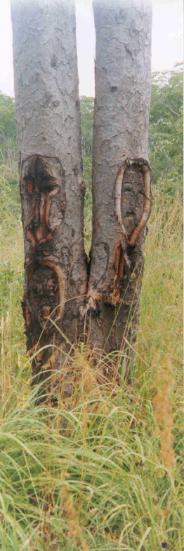 Carved charcoal-area Guards